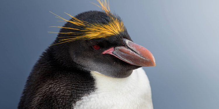 Macaroni penguins are surprisingly buff