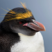 Macaroni penguins are surprisingly buff