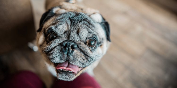 Pugs and Frenchies could find breathing relief for squishy faces with new treatment