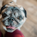 Pugs and Frenchies could find breathing relief for squishy faces with new treatment