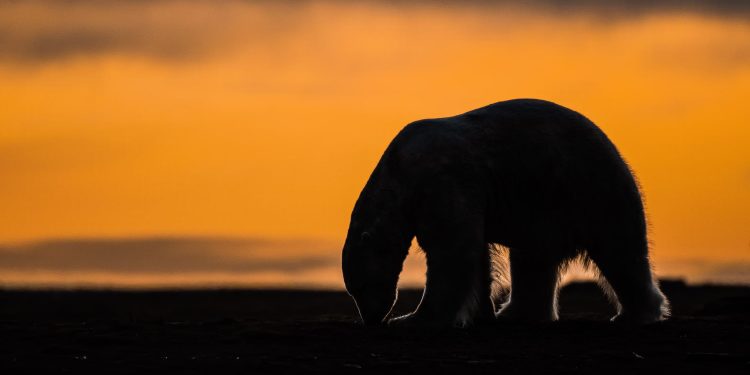 A tiny Arctic village in Alaska is trying to revive its polar bear tourism industry