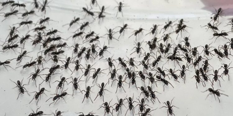 These Venomous Ants Are Invading The Southeast U.S. — Here’s How To Spot Them