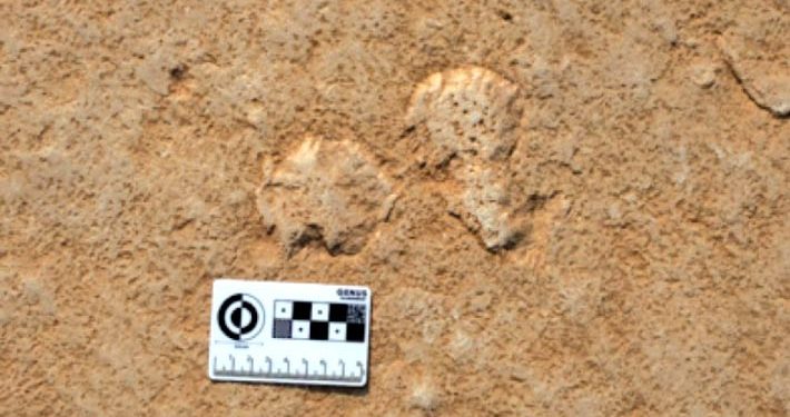 Why Geologists Love Pond Scum