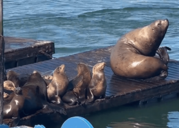How to watch Chonkers, the 2,000-pound sea lion live from San Francisco