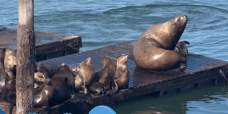 How to watch Chonkers, the 2,000-pound sea lion live from San Francisco