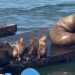 How to watch Chonkers, the 2,000-pound sea lion live from San Francisco