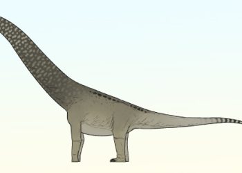 Small Titanosaur Species from Morocco Reveals Surprising South American Ties