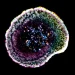 First-ever 3D view shows how killer T cells destroy cancer