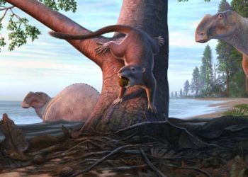 Omnivorous, Rodent-Like Mammal Lived in Dinosaurs’ Shadow on Pacific Coast
