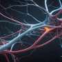 Gut inflammation may rewire the ‘second brain,’ triggering lasting motility problems