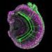 Key protein required for the function and survival of pheromone‑sensing neurons identified