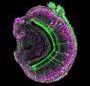 Key protein required for the function and survival of pheromone‑sensing neurons identified
