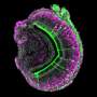 Key protein required for the function and survival of pheromone‑sensing neurons identified
