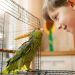 Why parrots talk like humans