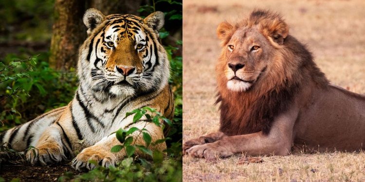 What’s the difference between a lion and a tiger?