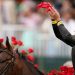Who won the 152nd Kentucky Derby? Full finishing order and results
