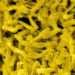 Multiple Drugs Flagged for Higher C. Diff Risk