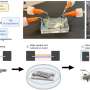 Immune-capable cervix-on-a-chip enables study of sexually transmitted infections