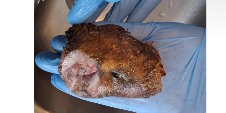 More bushmeat seizures reported in England