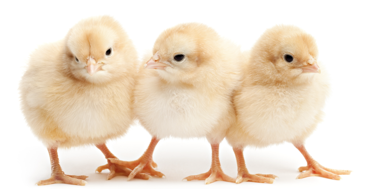 Live chicks and ducklings as Easter gifts pose Salmonella risk