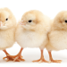 Live chicks and ducklings as Easter gifts pose Salmonella risk