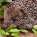 Northern Ireland&rsquo;s Hedgehogs Are Wearing Mini GPS Backpacks To Help Species Conservation&nbsp;