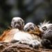 Rare Birth of Cotton-Top Tamarin Monkey Twins Is a Conservation Win at the Lake Superior Zoo in Minnesota
