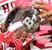 2026 College Football Odds: Can Indiana Repeat as Big Ten Champions?
