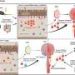Gut ‘primes’ pathogenic T cells responsible for neuroinflammation in multiple sclerosis, study finds