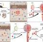Gut ‘primes’ pathogenic T cells responsible for neuroinflammation in multiple sclerosis, study finds