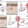 Gut ‘primes’ pathogenic T cells responsible for neuroinflammation in multiple sclerosis, study finds
