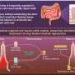 A new view of intestinal regeneration: What fetal reversion could mean for IBD and cancer