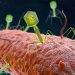 Phage Therapy Promising in Multi-Drug Resistant Infections in Cystic Fibrosis