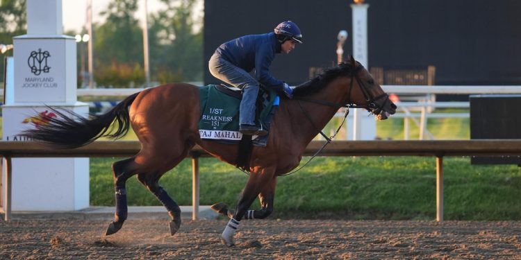 Preakness Stake 2026 odds, posts, date: Iron Honor, Taj Mahal, Incredibolt predictions via top expert