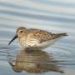 Rising storm floods are washing away wader nests—artificial eggs and incubation should only be last resort