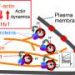 How ion channels inside cells manipulate the cytoskeleton