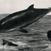 What’s Black and White and Reveals Historic Porpoise Distributions?