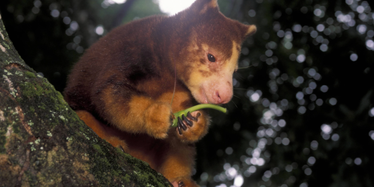 Watch adorable animals compete for best chewer in 2026 Crunch-a-Thon