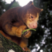 Watch adorable animals compete for best chewer in 2026 Crunch-a-Thon