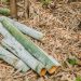 How to remove bamboo from your yard