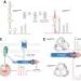 Hidden small RNA in cholera bacterium helps determine whether it can infect humans