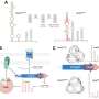 Hidden small RNA in cholera bacterium helps determine whether it can infect humans
