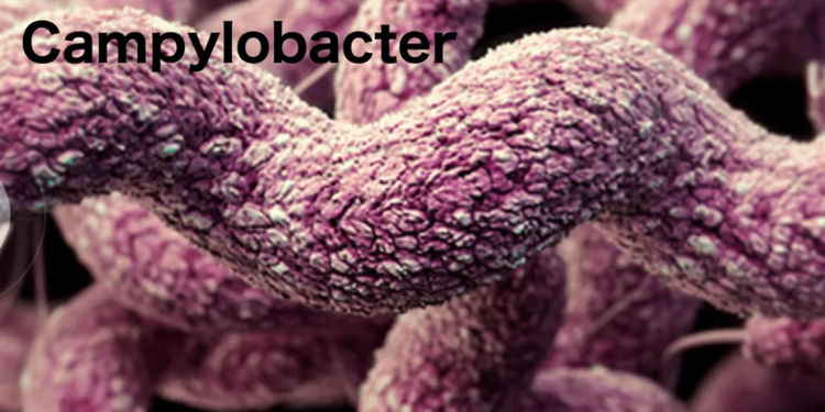 Scientists update data on Campylobacter sources and resistance