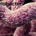 Scientists update data on Campylobacter sources and resistance