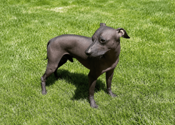 Mummified Peruvian Hairless Dogs Shed Light on Ancient Companionship