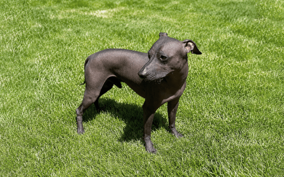 Mummified Peruvian Hairless Dogs Shed Light on Ancient Companionship