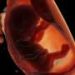 Ultra-processed foods linked to reduced fertility and embryonic development