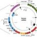 Mediterranean diet may boost mitochondrial signals linked to heart and brain health