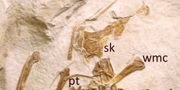 New Jurassic Pterosaur Unearthed in Germany