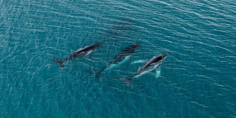 Two humpback whales set records swimming between Australia and Brazil